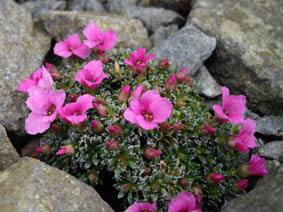 Saxifraga x poluanglica 'Miluj Mne'